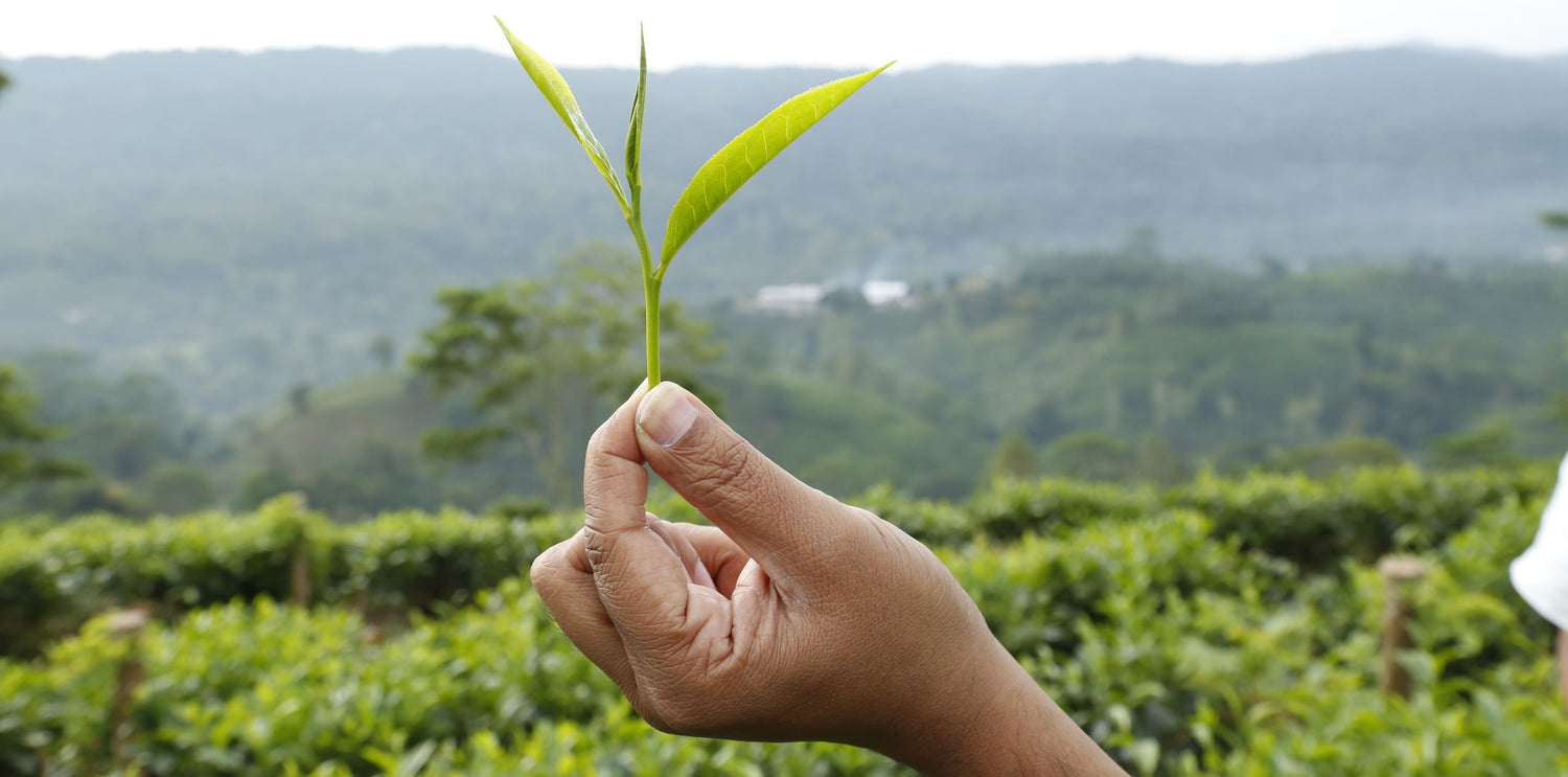 Understanding Ethical Tea: Sustainability, Fair Trade Challenges, and Our Commitment