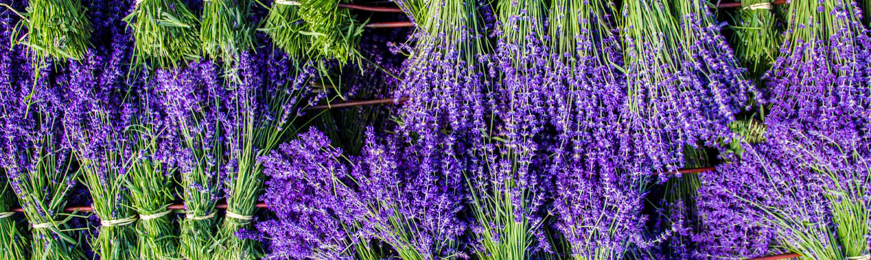 Castle Farm Lavender Farm