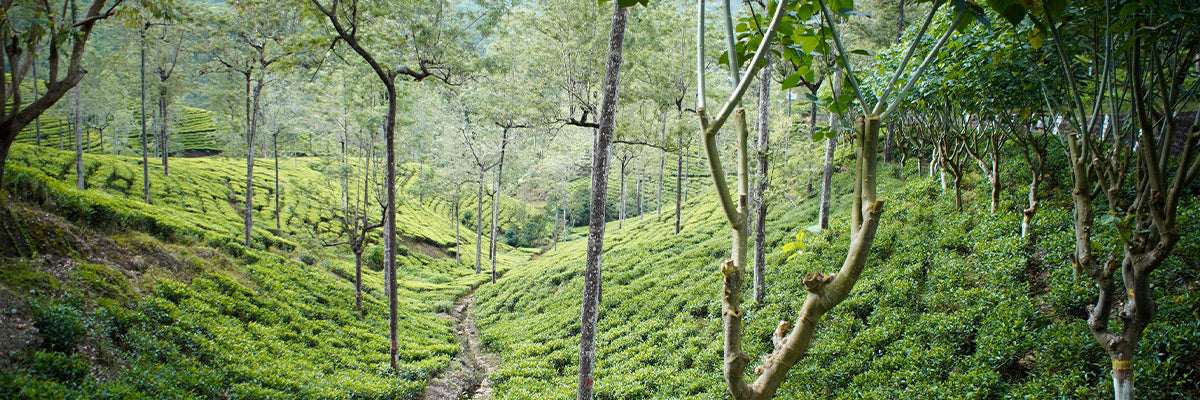 Kenilworth Tea Estate - The Origins of Our Speciality Tea