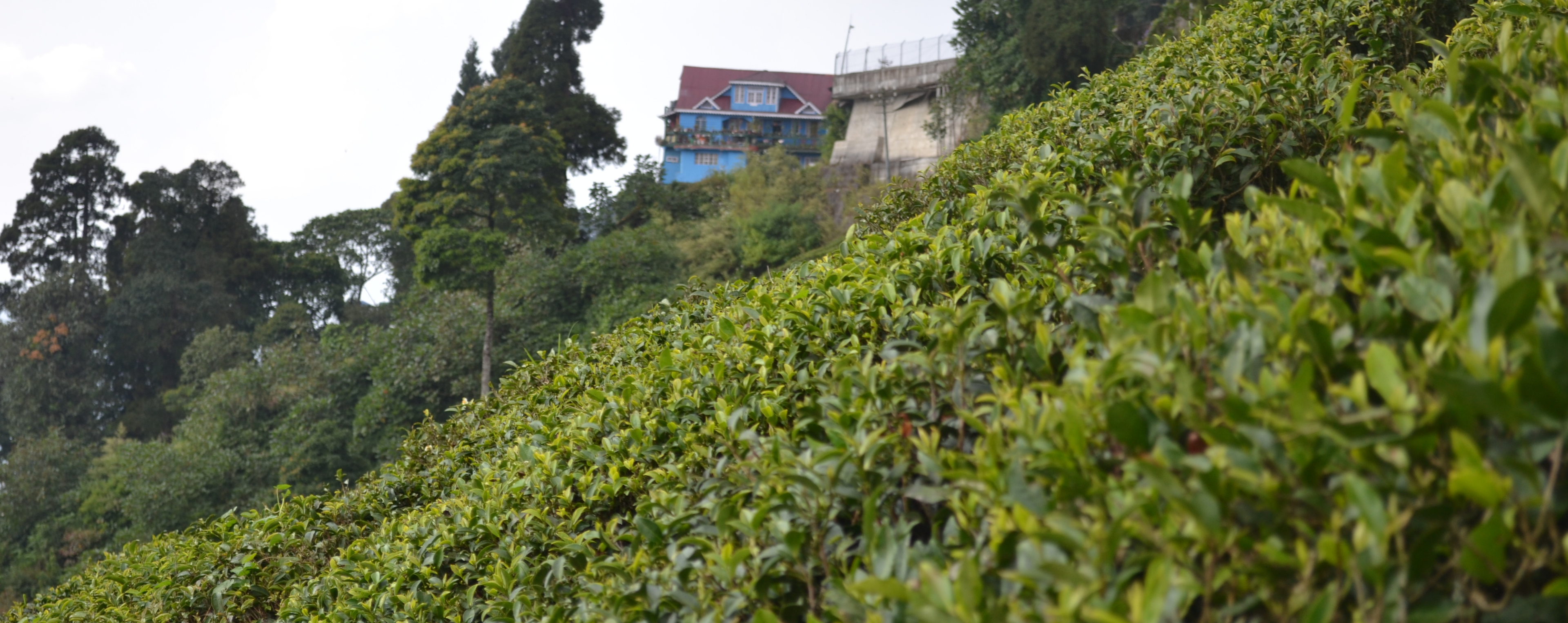 What is Darjeeling First Flush?